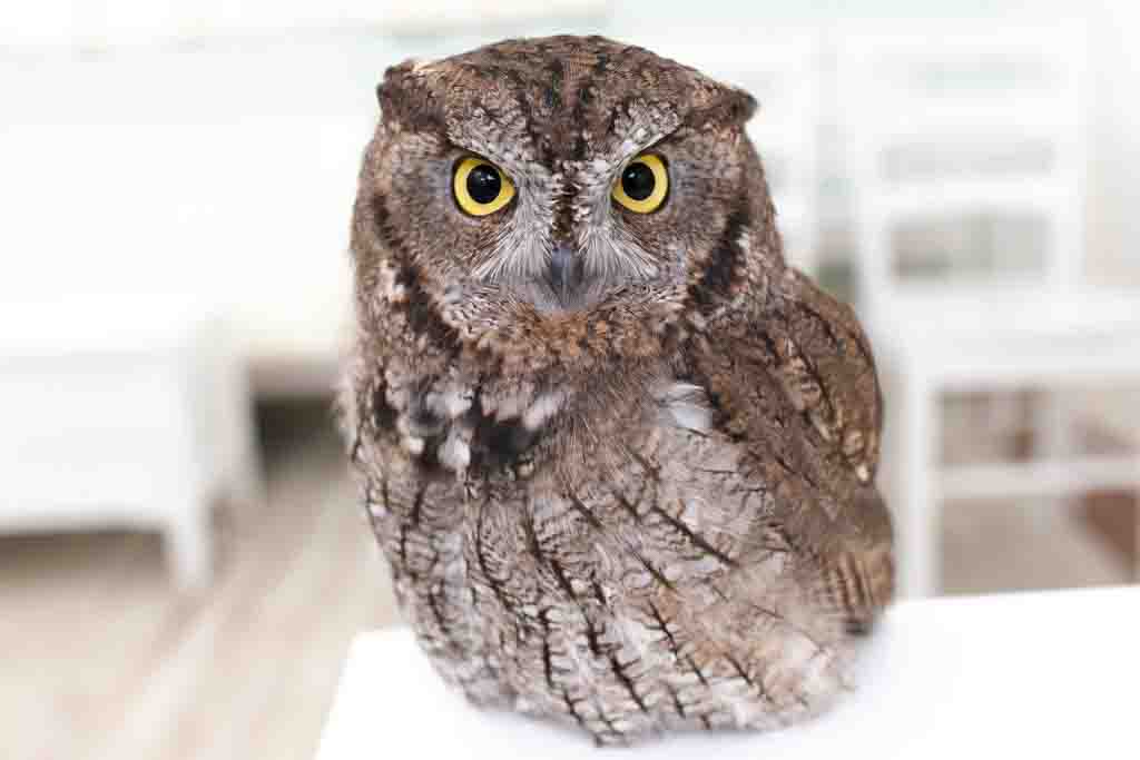 A family of 40 owls, one of the largest in Japan | Owl Cafe Tokyo 