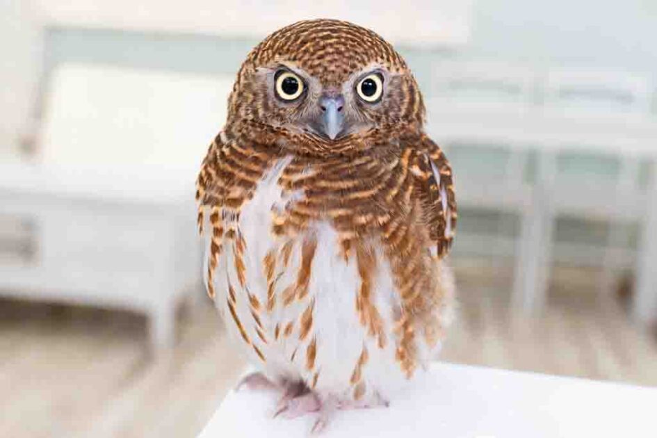 A family of 40 owls, one of the largest in Japan Owl Cafe Tokyo Owl