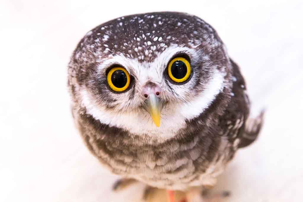 フクロウの種類】日本最大級！世界一小さい名前・性格｜鳴き声や