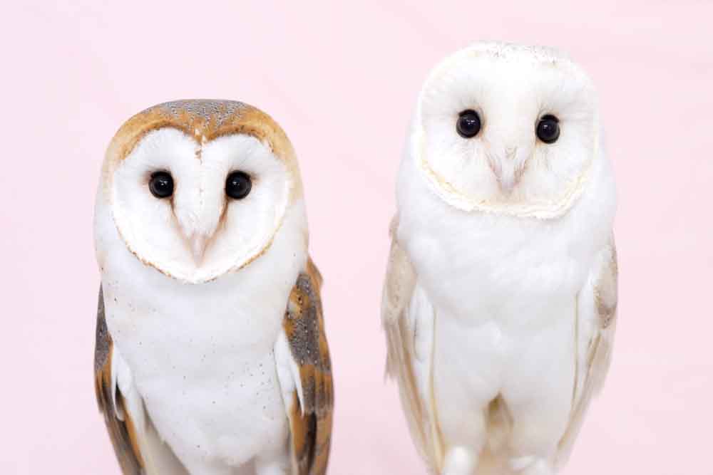 BARN OWL