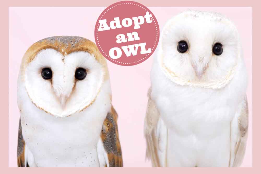 Adopt an Owl
