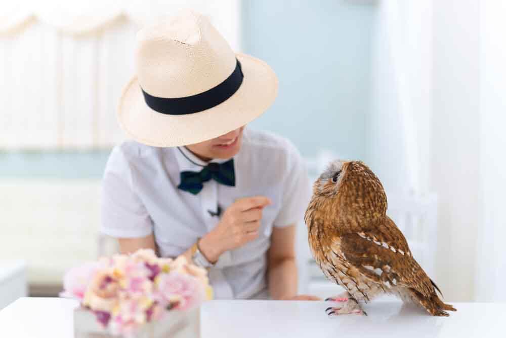 owlcafe japan tokyo