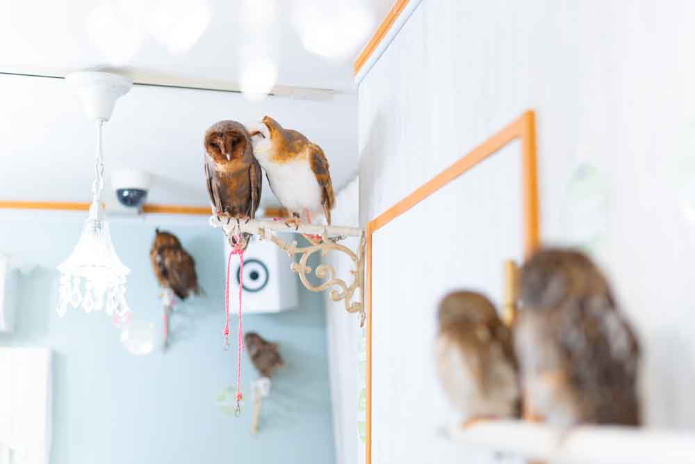 Barn Owls