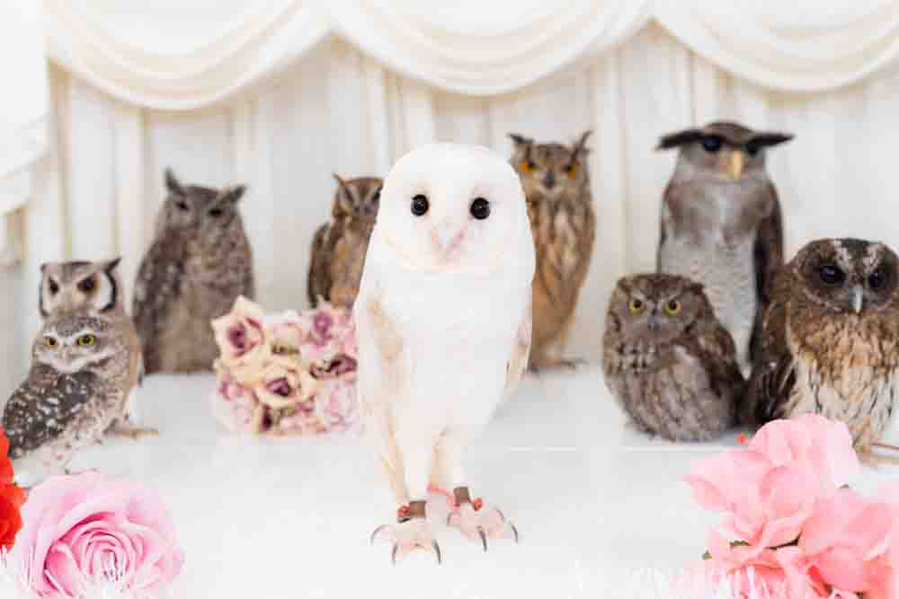 owlcafe-tokyo