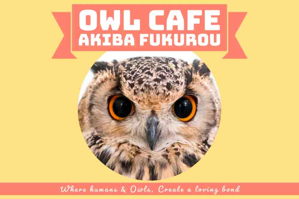 owl cafe tokyo