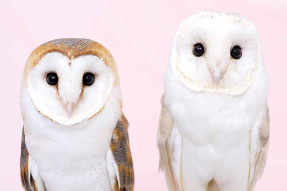 barnowl