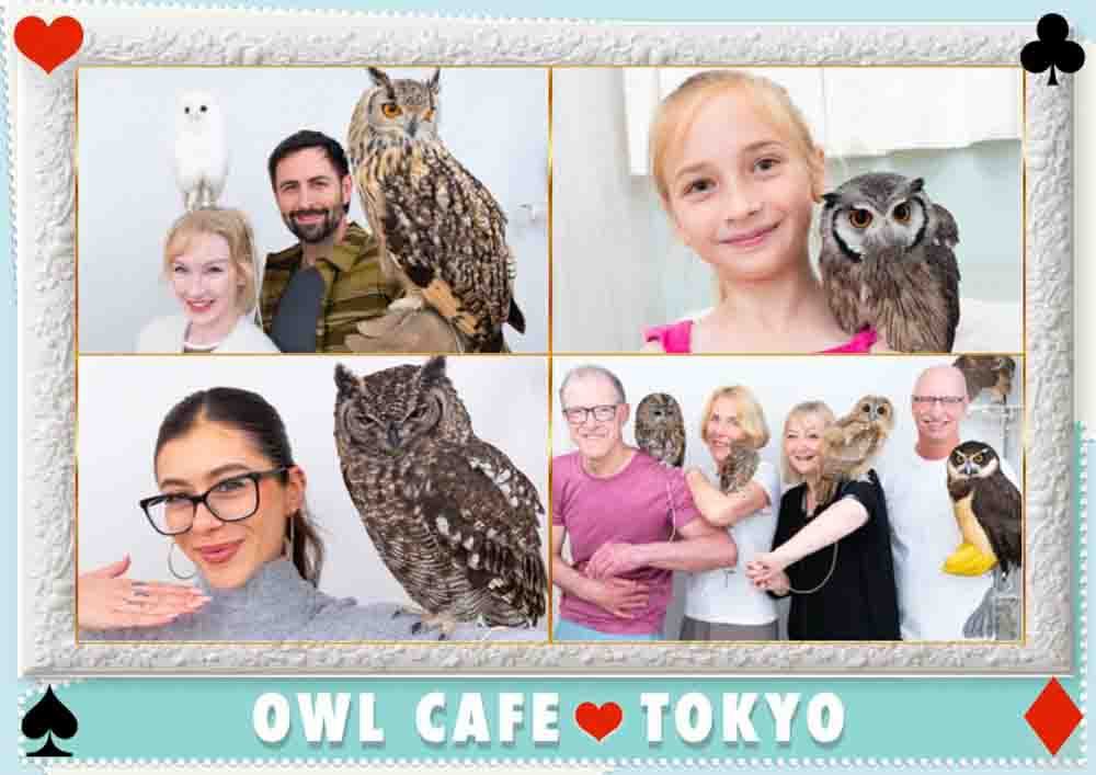 owl cafe tokyo japa