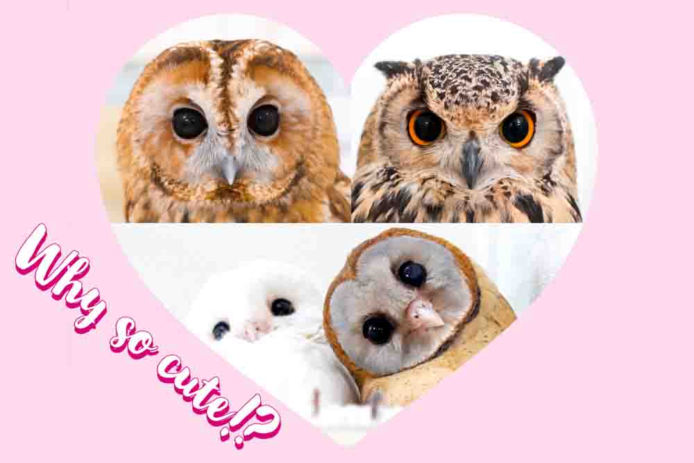 owl cafe japan tokyo