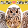 owl cafe tokyo japa