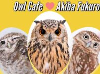 owl cafe tokyo japa