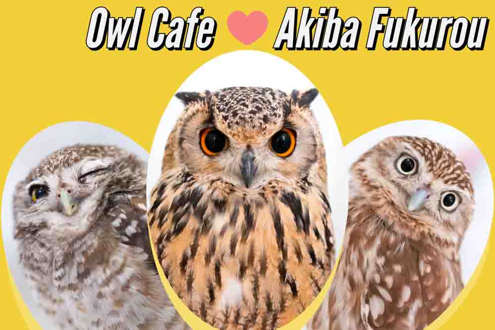 owl cafe tokyo japa