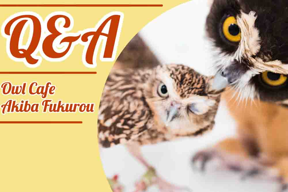 owl cafe tokyo japan
