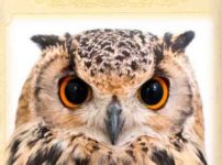 Owl Cafe Guide