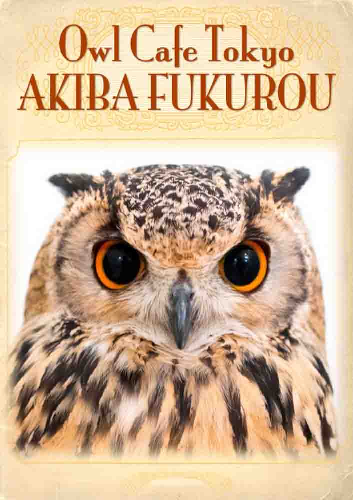 Owl Cafe Guide